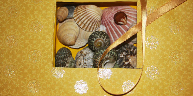 pacific ocean sea shells