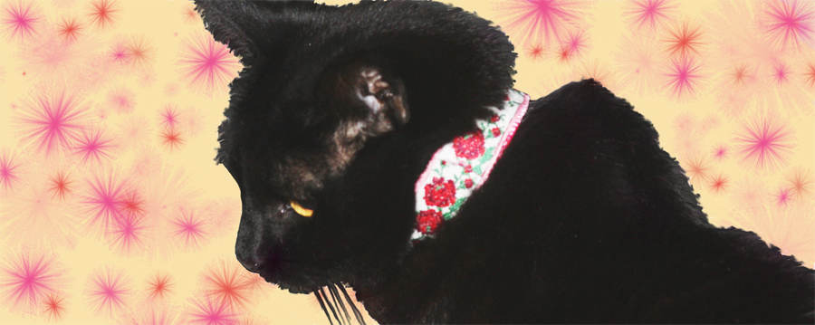 vintage black cat ribbon collar